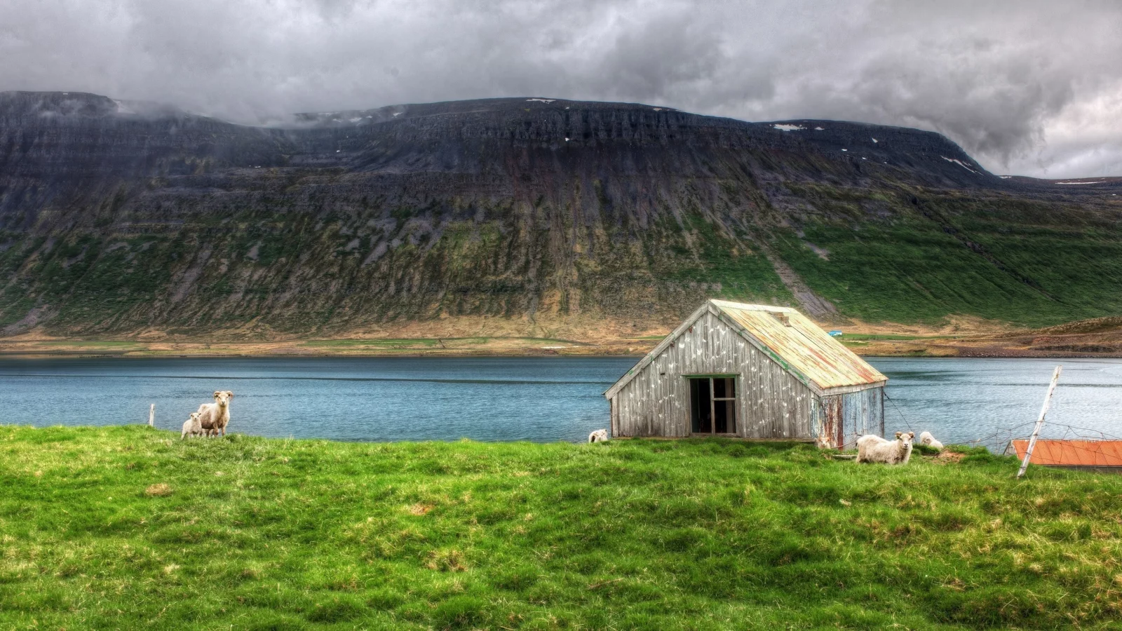 north atlantic, island, nobody needs dramatic sheep