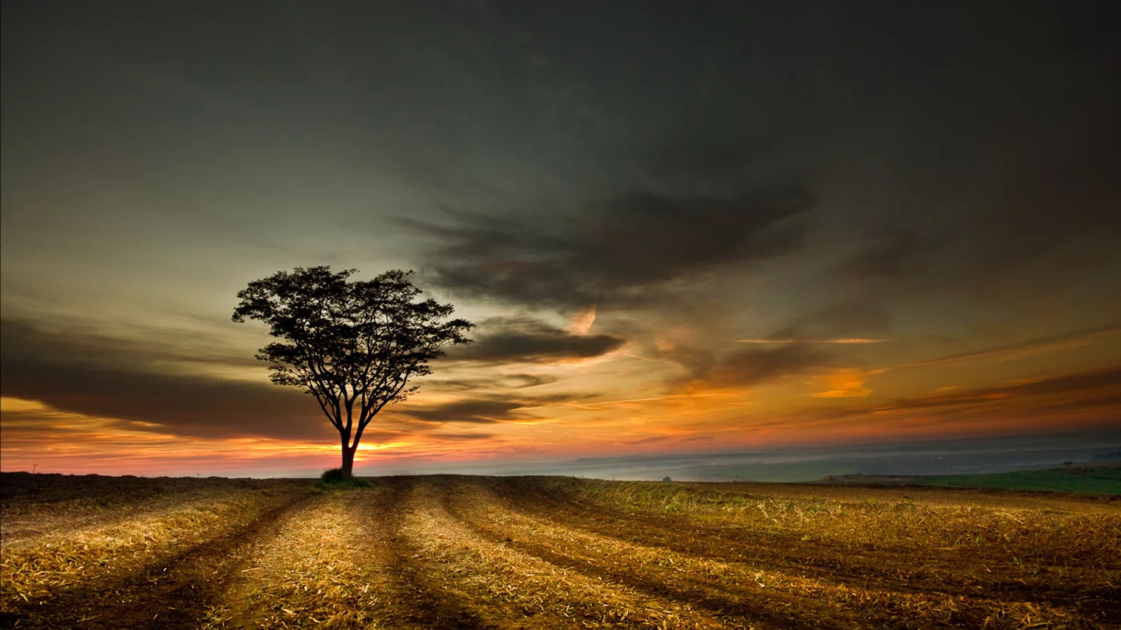 поле, небо, tree, landscape, sky, дерево, sunset, облака, hill, пейзаж, nature, clouds, природа, закат, 1920x1200