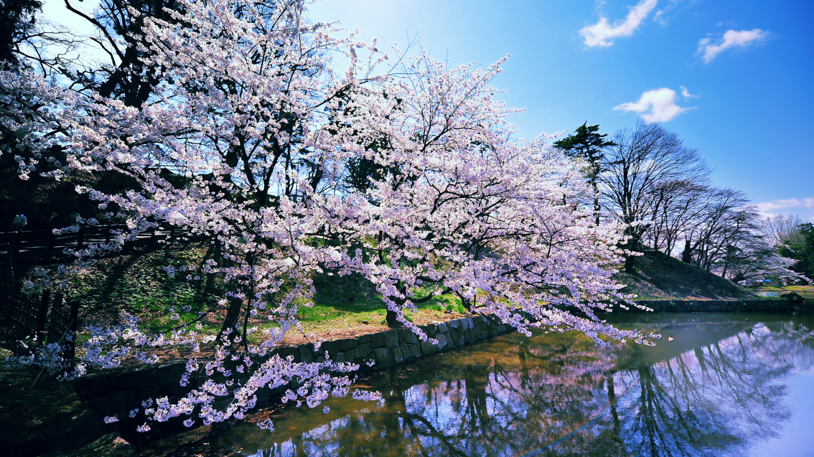 водоем, весна, цветущая сакура