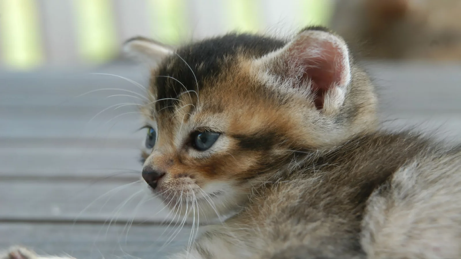 котенок, обои, улица