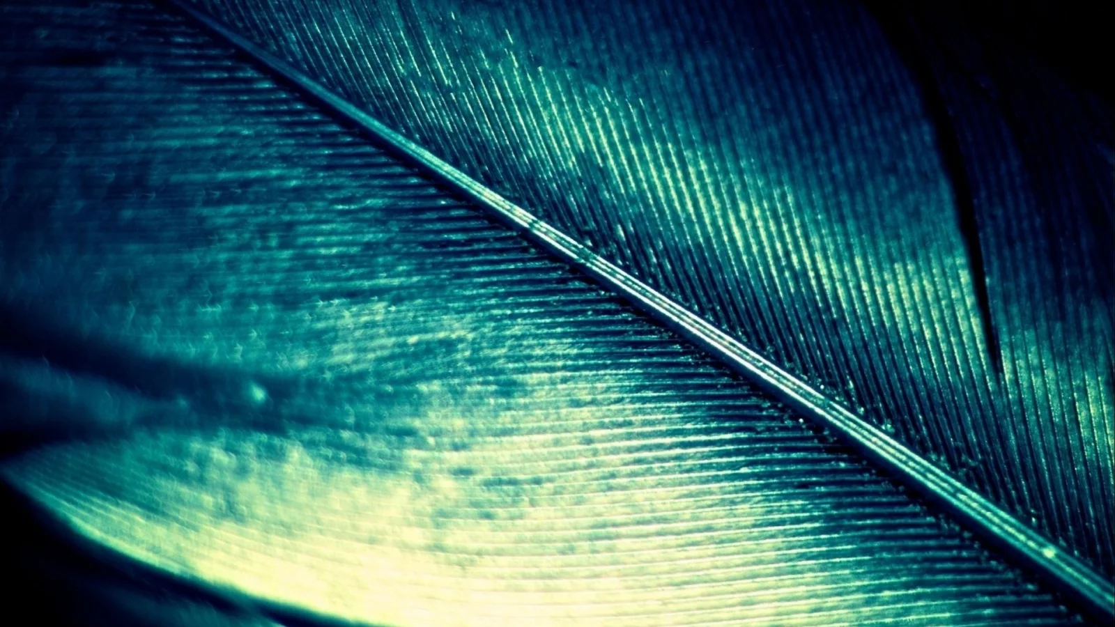 feather, macro, quill, блеск, цвет, перо, перламутровое, макро, зеленый, green