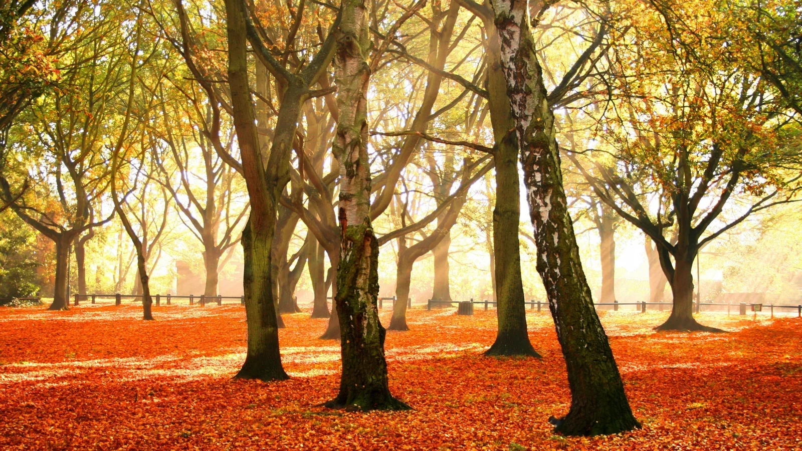 листья, autumn forest, красочный, деревья, осень, убор, багряный