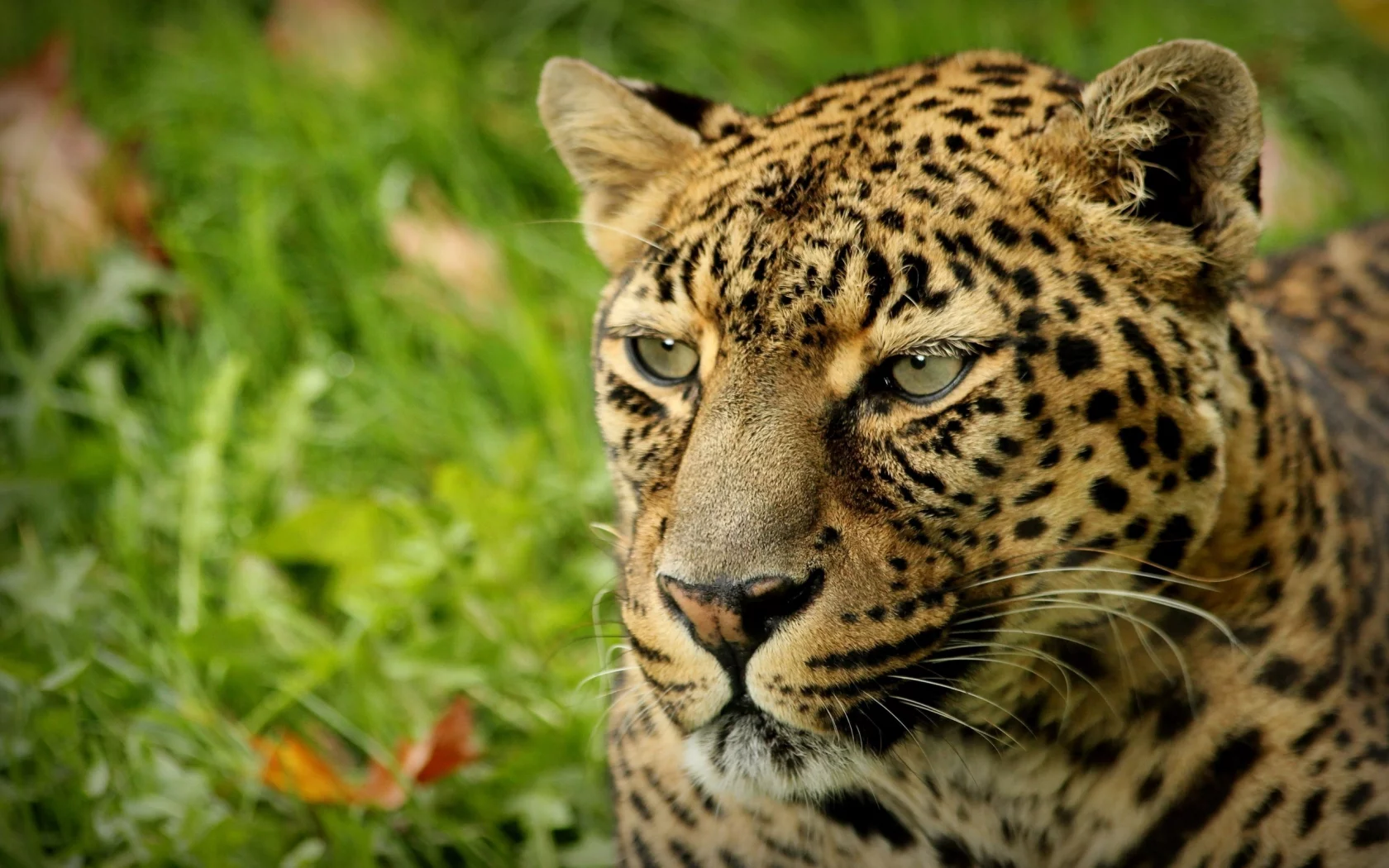 leopard, пятна, animal, леопард