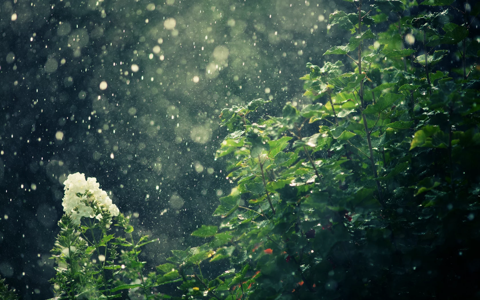 природа, дождь, цветы, кусты
