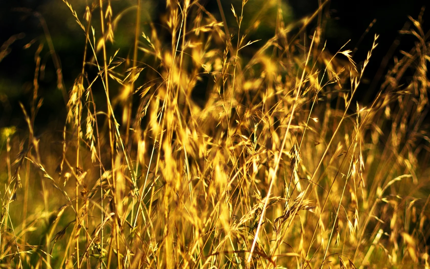 поле, стебли, зерна, nature, поляна, природа, макро, колосья