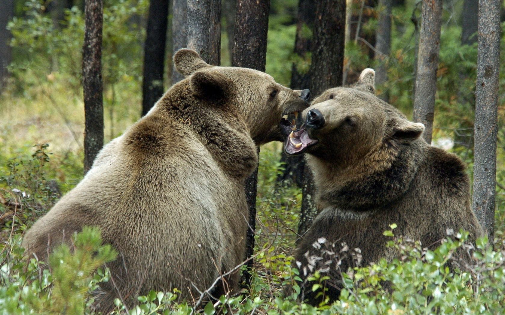 Медведь Гризли против медведя Гризли