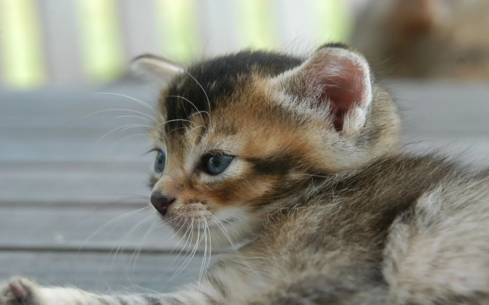 котенок, обои, улица