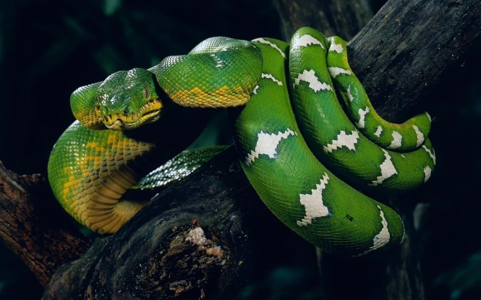 животные, ветка, snake, зелёная, змея