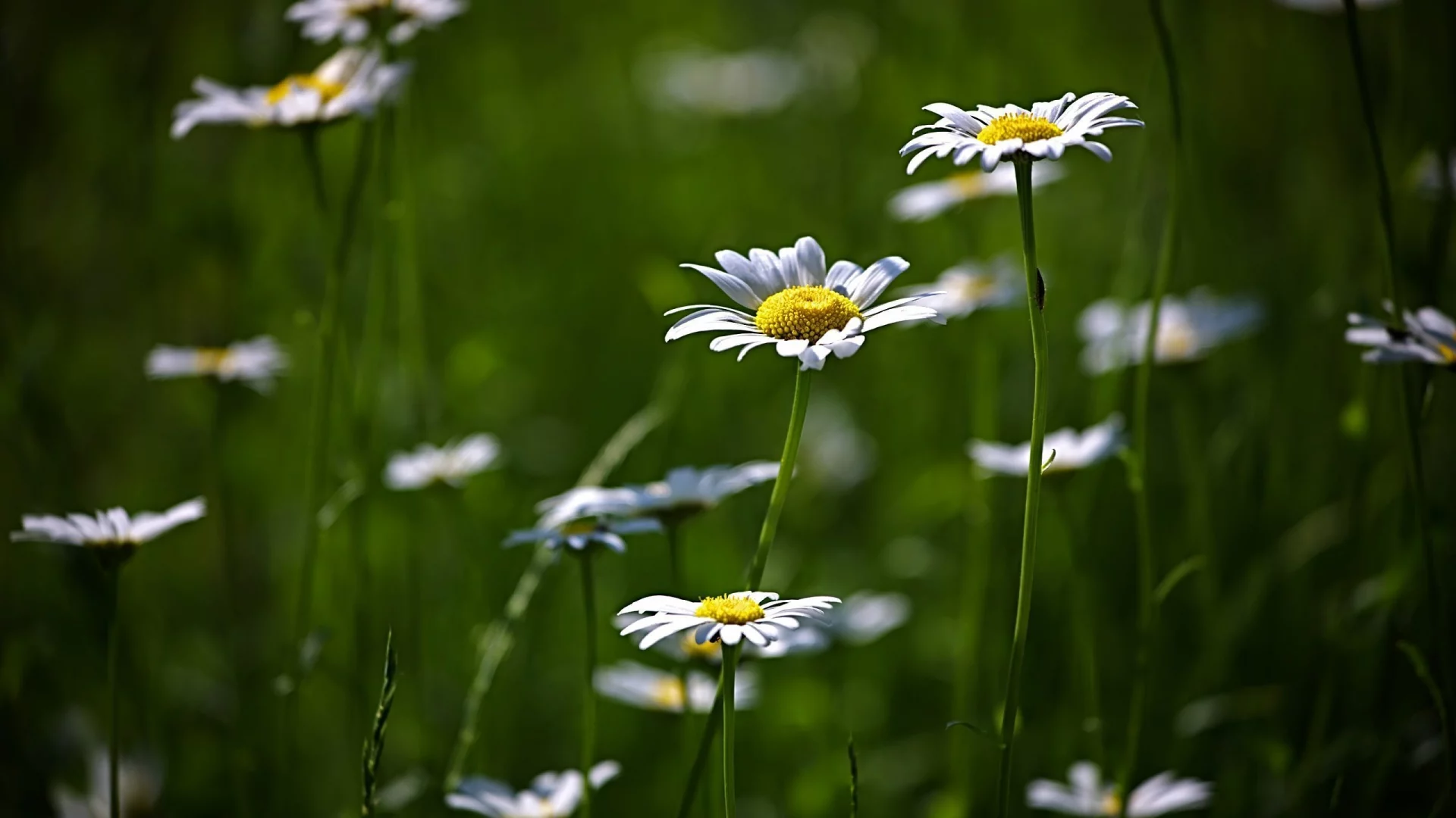 цветение, flower, поляна, цветы, природа, зелень, ромашки