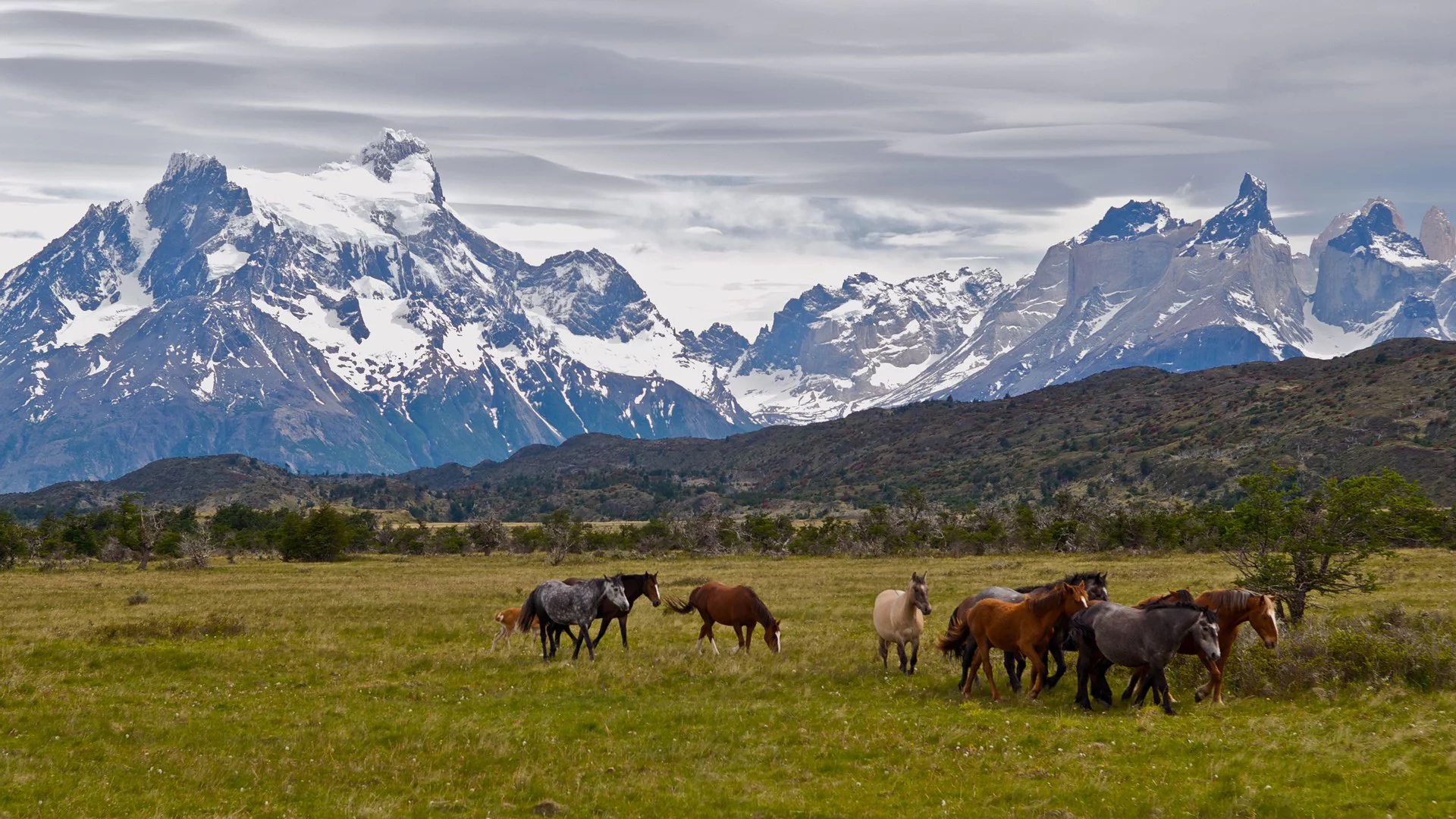 небо, облако, animals, horses, животные, лошади, горы, кони