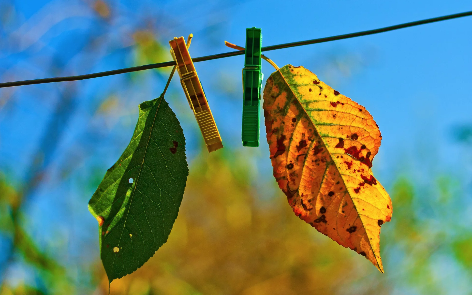 два, autumn fades, лстики