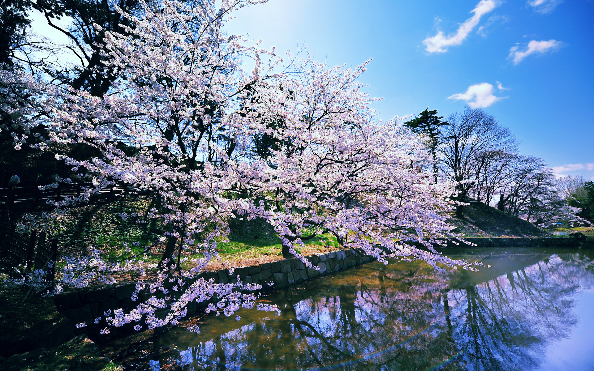 водоем, весна, цветущая сакура