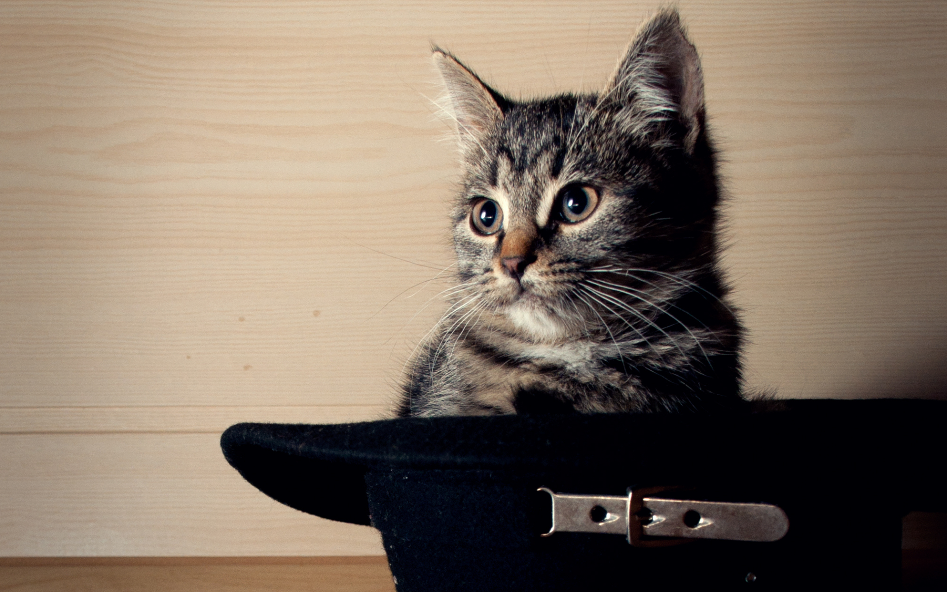 Кот сидит в шляпе