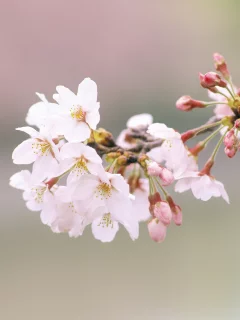 вишня, лепестки, цветы, ветка, весна, цветение, бутоны, природа, сакура