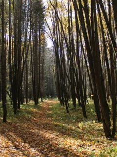 листья, осень, лес, деревья