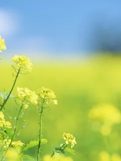 фокус, лето, размытость, поле, желтые, цветы