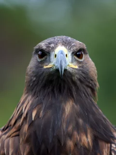 орел, птица, хищная, birds of prey