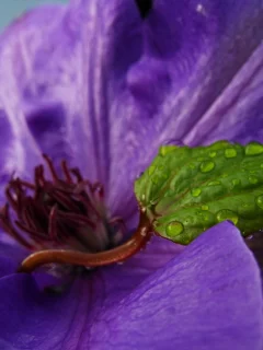 purple and green, цветок, капли, лист