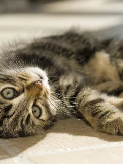лежит, котенок, глаза, взгляд