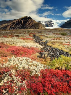 цветы, камни, горы, небо