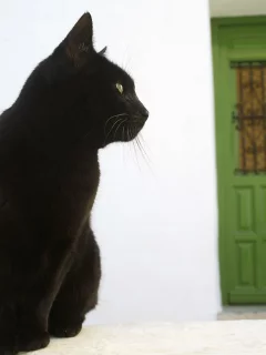 кошка, дом, дверь, улица, черный кот
