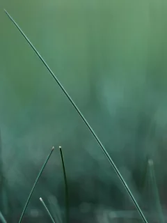 макро, green, травинка, зелень, трава, размытость, природа