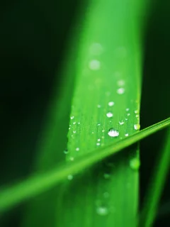 капли, вода, трава, зеленая, макро, травинка