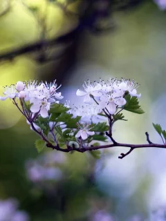 ветка, фото, цветы, размытость, обои, природа, боке, листья, цветение, фон