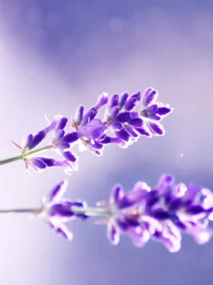 лаванда, макро, сиреневый, фон, цвет, фиолетовый, стебельки, цветы, растения