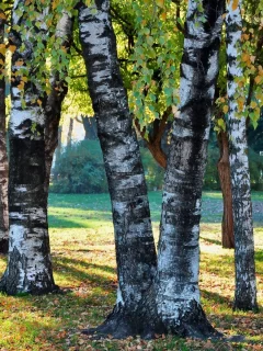 трава, деревья, стволы, осень, листва