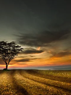 поле, небо, tree, landscape, sky, дерево, sunset, облака, hill, пейзаж, nature, clouds, природа, закат, 1920x1200
