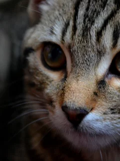 полосатый, макро, кошка, кот