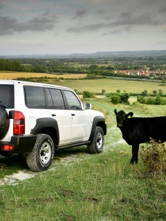 леса, трава, поля, дома, patrol, коровы, nissan