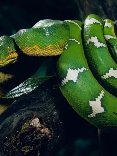 животные, ветка, snake, зелёная, змея