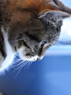 синий фон, смотрит вниз, кошка