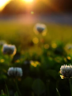 macro, солнце, природа, трава, поляна, кусты, цветы, макро, листья, свет, лучи