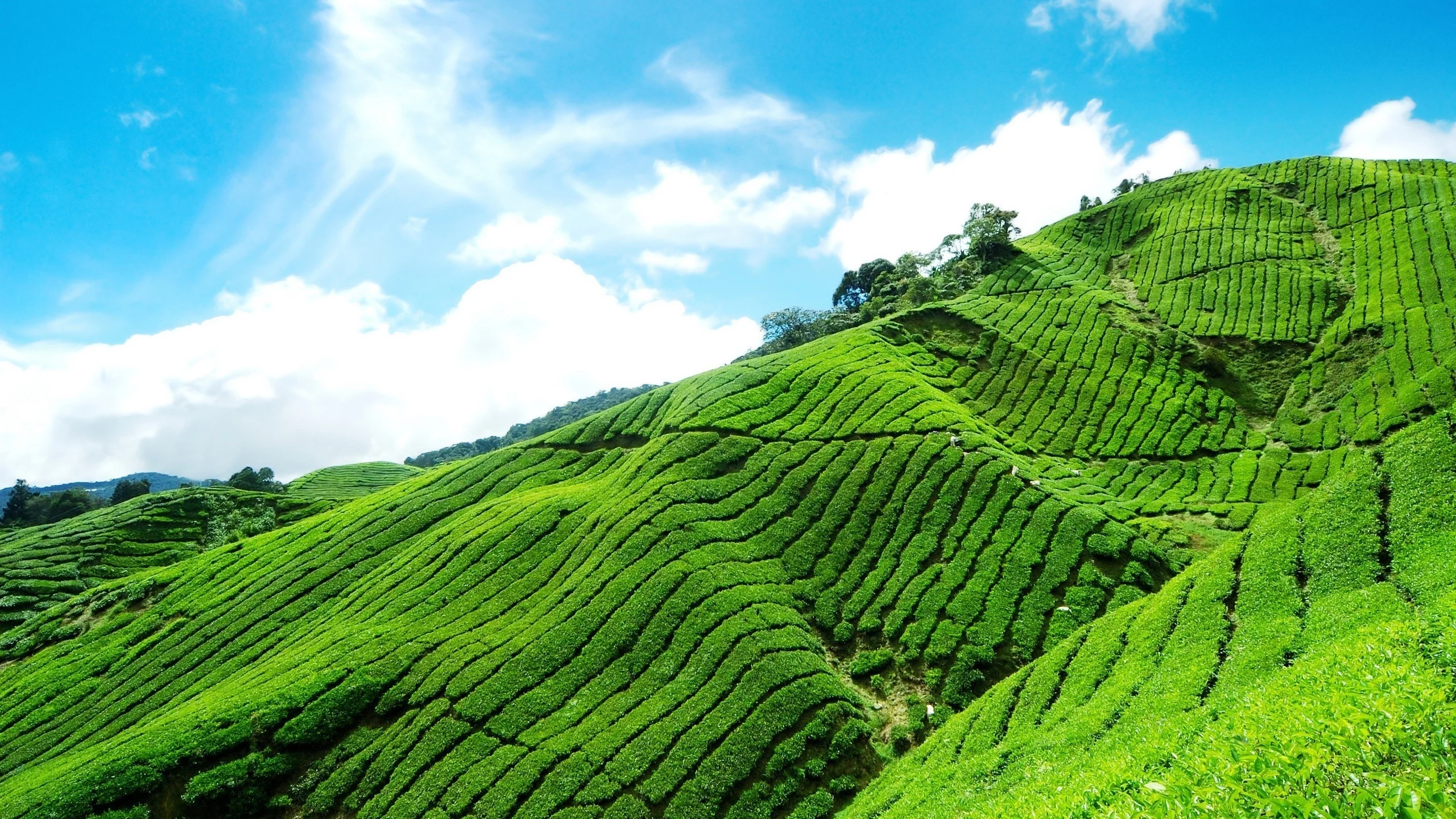 склон, облака, небо, чайная, голубое, плантация, tea plantation, горный