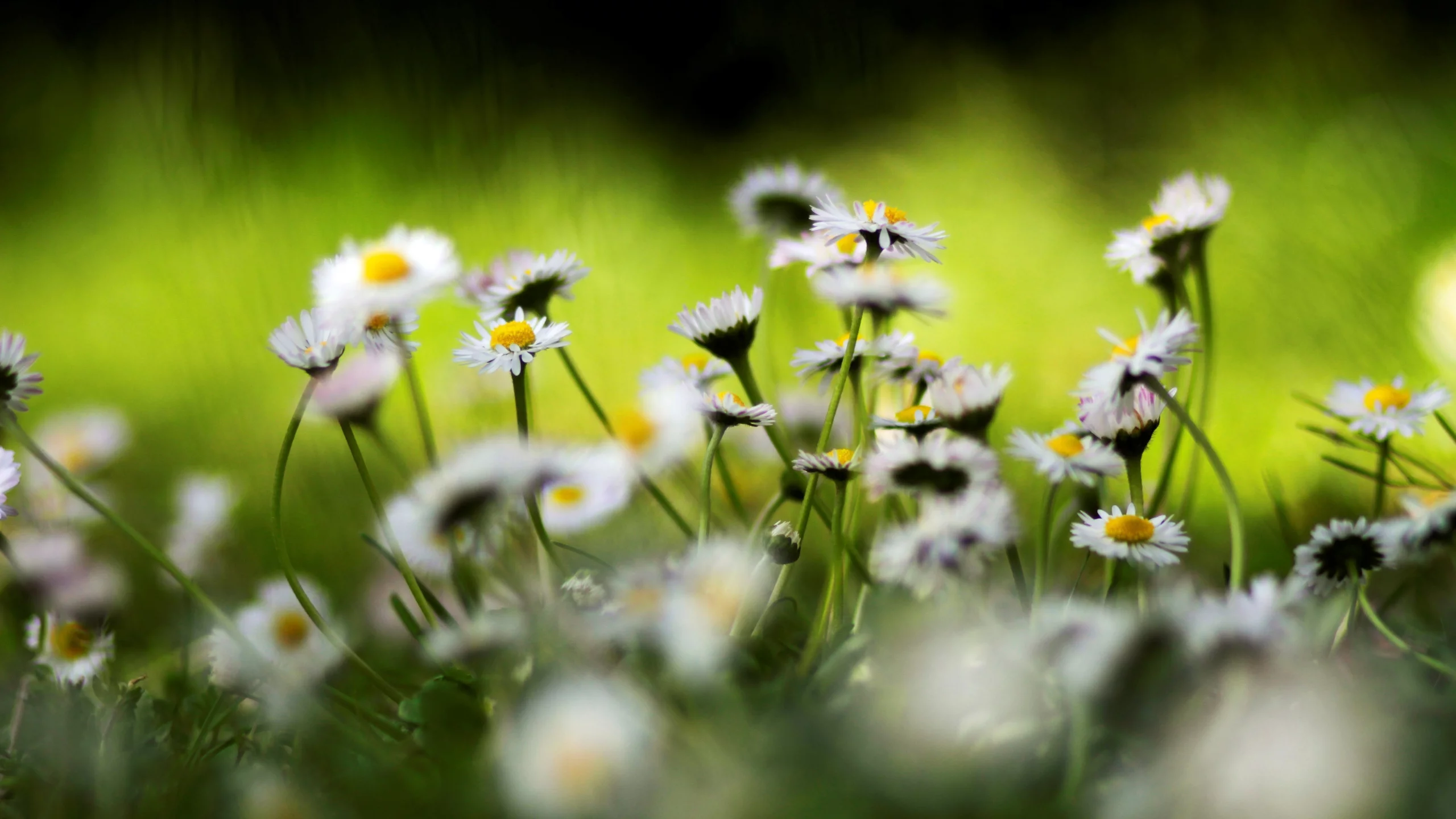 ромашки, цветы, цвета, природа, яркие, весна, растения, spring wallpaper, цветение