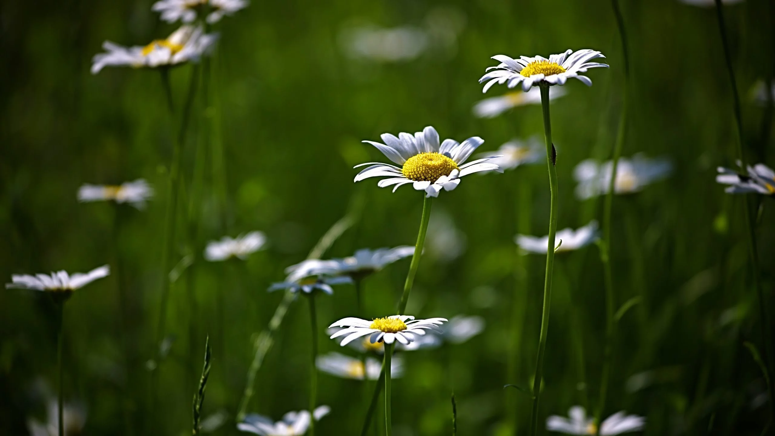 цветение, flower, поляна, цветы, природа, зелень, ромашки