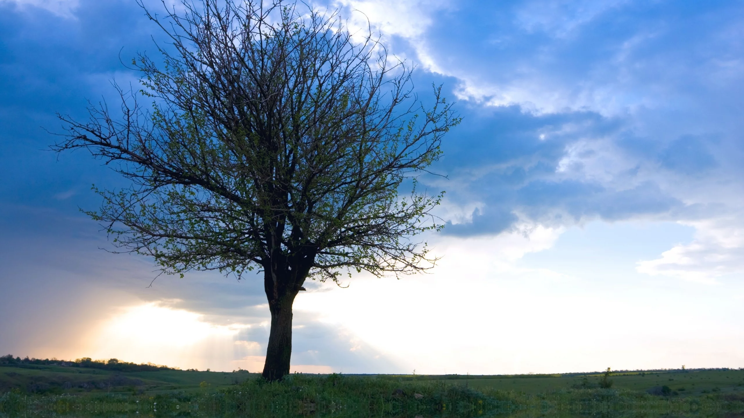 only tree, рассвет, дерево, одинокое, облака, небо