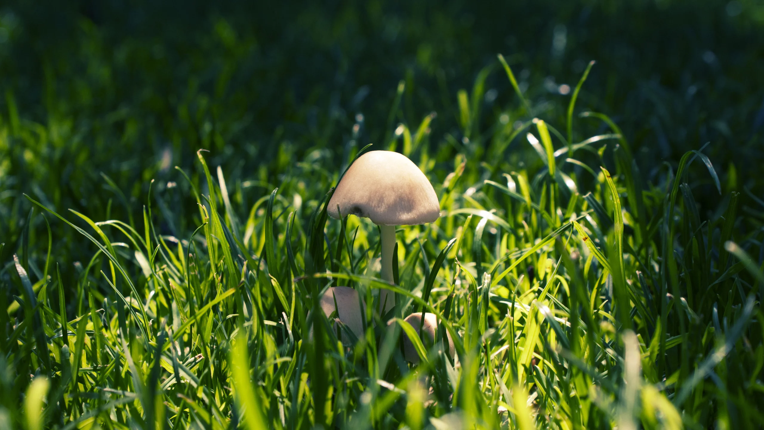 трава, макро, грибы, лес, nature, природа, тени