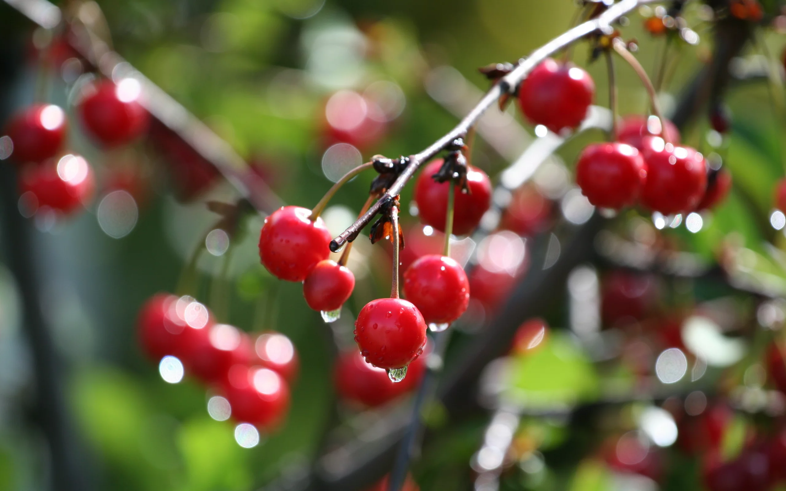 дерево, вишня, боке, cherry, ветка, макро, капли, вода