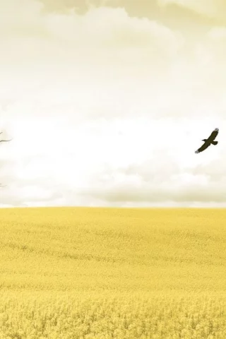 поле, небо, птицы, желтый, дерево
