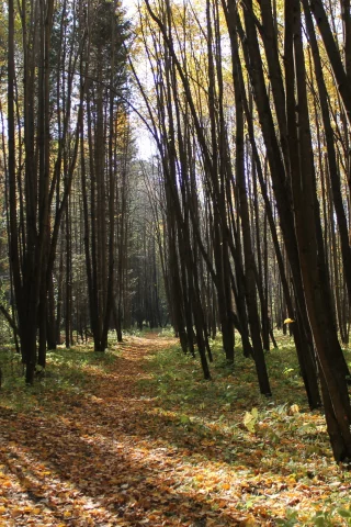листья, осень, лес, деревья