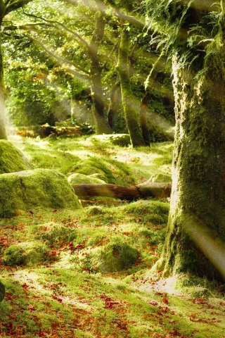 лес, блики, лучи, деревья, sunshine forest, листва, солце, мох