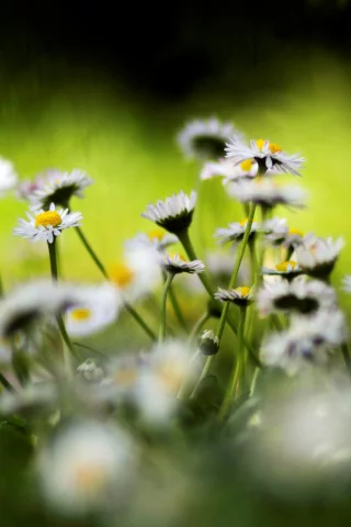 ромашки, цветы, цвета, природа, яркие, весна, растения, spring wallpaper, цветение