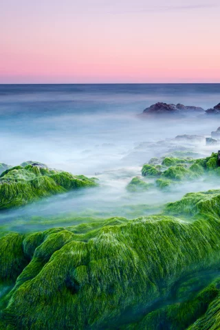 камни, утро, море, водоросли, розовое