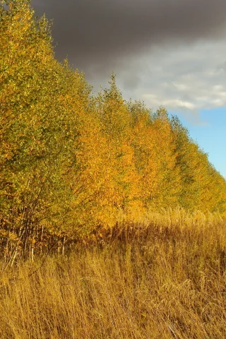 пейзаж, поле, природа, осень, березы, небо, деревья