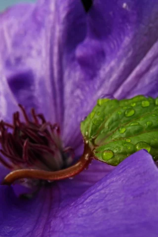 purple and green, цветок, капли, лист