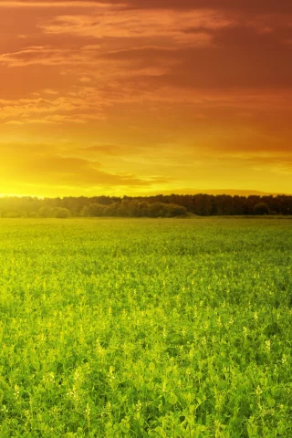 поле, green field, зелёное, красивый, солнце, облака, закат, небо